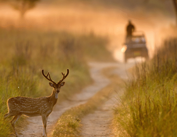 JIM CORBETT NATIONAL PARK
